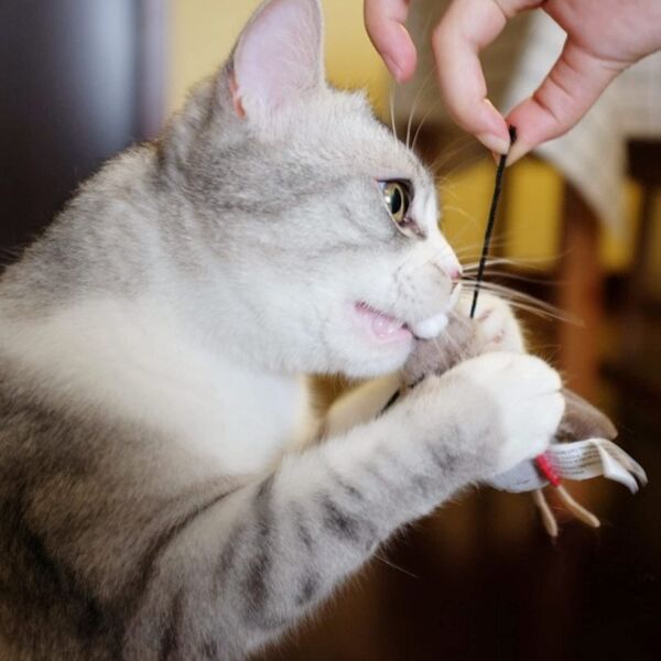 GIGWI MELODY CHASER GRILLO - Imagen 3