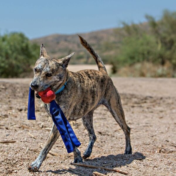 <strong>KONG</strong> Tails, Juguete Interactivo con Mordedor para Perros, Tallas M-L - Imagen 3