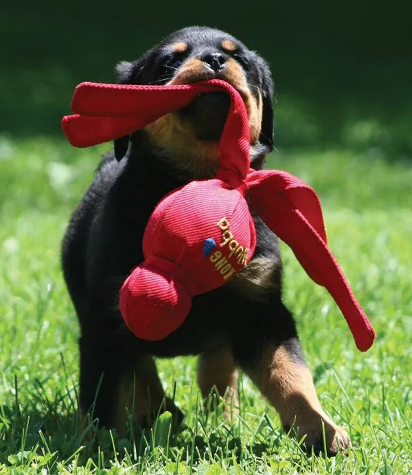 <strong>KONG</strong> Wubba, Juguete Interactivo con Sonido para Perros, Color Rojo, Tallas S y L - Imagen 2