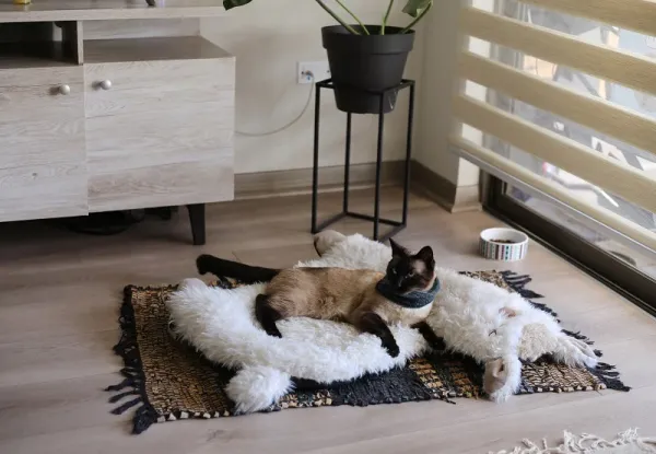 BRNX CAMA LLAMA CON CHIPORRO TALLA L