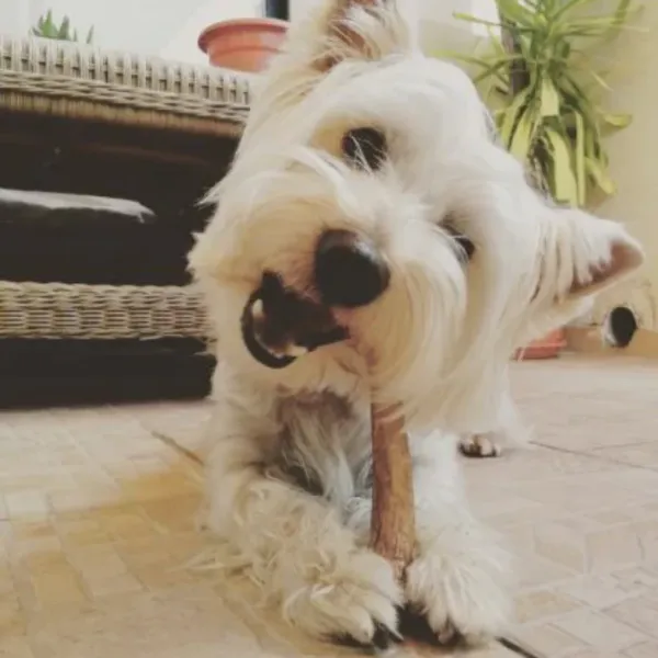 <strong>Doggo</strong> Astas de Ciervo Pequeño, 45 a 85 gr, 11 cm largo - Imagen 4