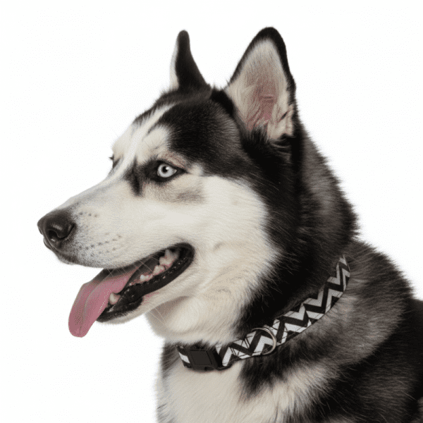 <strong>Wonder Dog</strong> JW, Collar para Perros, Rayas Blanco Negro, Talla L - Imagen 2