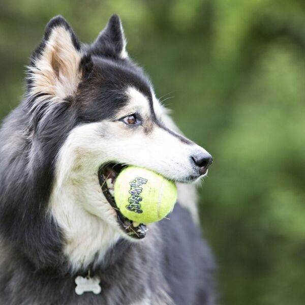 <strong>KONG</strong> SqueakAir Ball X2, Pelotas de Tenis con Chirriador para Perros - Imagen 2
