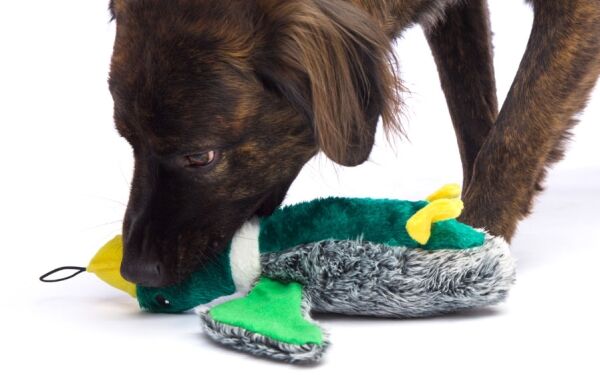 <strong>Hartz</strong> Nature’s Collection Quackers, Juguete de Peluche en Forma de Pato, Variantes según Disponibilidad - Imagen 2