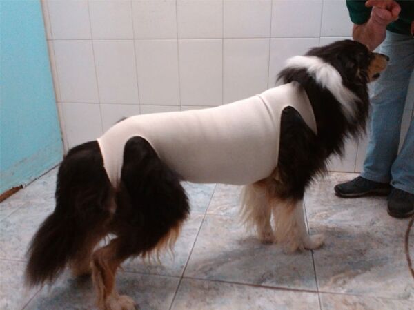 <strong>Elastikan</strong> Malla Post Quirúrgica para Perros y Gatos, Tallas 0-5 - Imagen 6