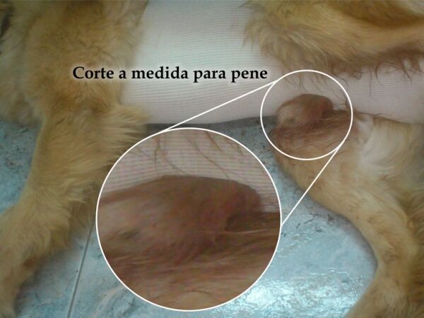 <strong>Elastikan</strong> Malla Post Quirúrgica para Perros y Gatos, Tallas 0-5 - Imagen 5