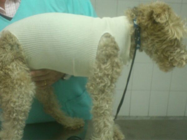 <strong>Elastikan</strong> Malla Post Quirúrgica para Perros y Gatos, Tallas 0-5 - Imagen 4