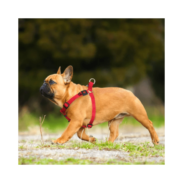 <strong>DOCO</strong> Signature Step-In, Arnés para Perros, Color Naranja, Talla S - Imagen 3