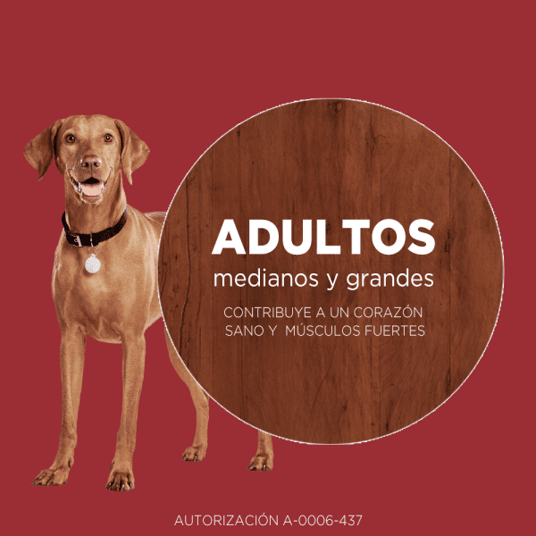 <strong>Purina ONE</strong> Alimento Seco para Perros, Adulto, Raza Mediana/Grande, Pollo y Cordero, bolsa de 6-12 kg - Imagen 7