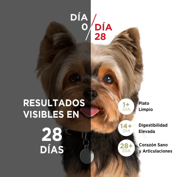 <strong>Purina ONE</strong> Alimento Seco para Perros, Adulto, Raza Mini/Pequeña, Pollo y Cordero, bolsa de 2-6 kg - Imagen 4