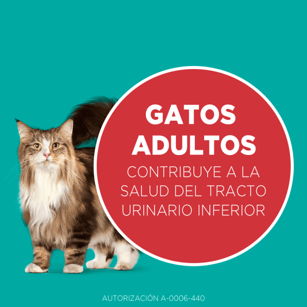 <strong>Purina ONE</strong> Alimento Seco para Gatos Adultos, Pollo y Salmón, bolsa de 2-6 kg - Imagen 2
