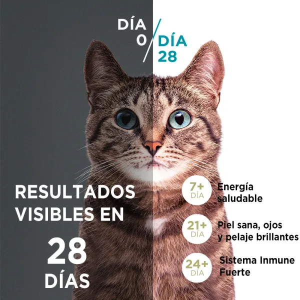 <strong>Purina ONE</strong> Alimento Seco para Gatos Adultos, Pollo y Salmón, bolsa de 2-6 kg - Imagen 6