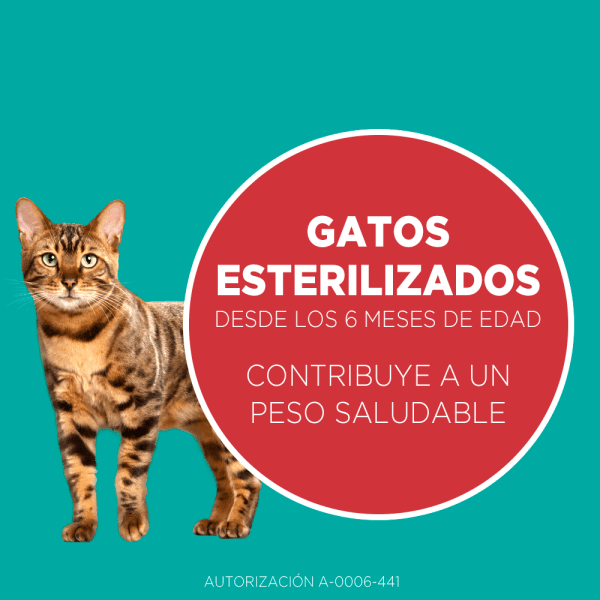 <strong>Purina ONE</strong> Alimento Seco para Gatos Esterilizados, Pollo y Salmón, bolsa de 2-6 kg - Imagen 2