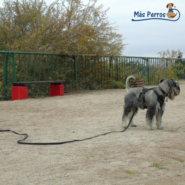 <strong>Más Perros</strong> Correa de Arrastre y Entrenamiento, Variedad de Colores, Medidas: 15 mt de largo, 20 mm de ancho, 3 mm de grosor - Imagen 4