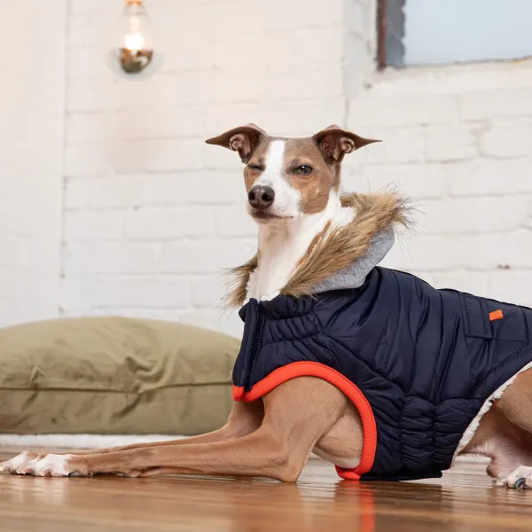 GF PET WINTER SAILOR NAVY - Imagen 5