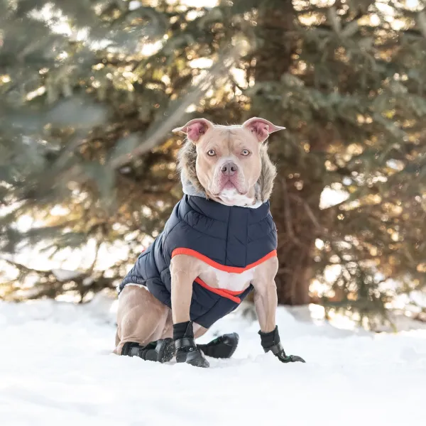 GF PET WINTER SAILOR NAVY - Imagen 4