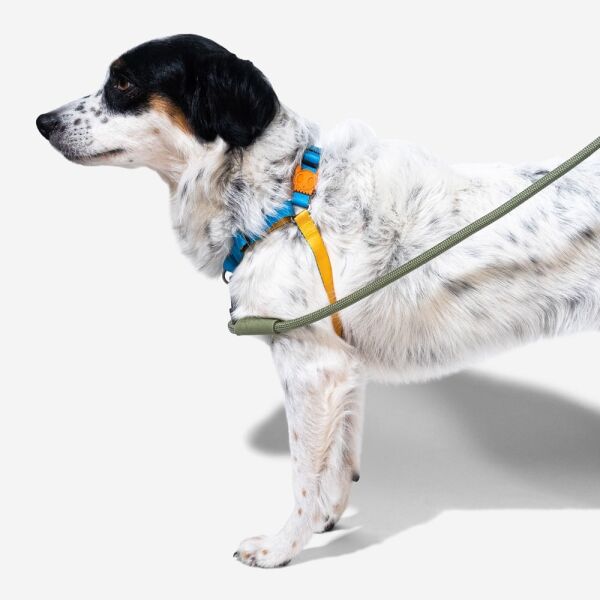<strong>Zee.Dog</strong> Soft Walk Aziza Arnés Anti-Tirones para Perros - Imagen 2