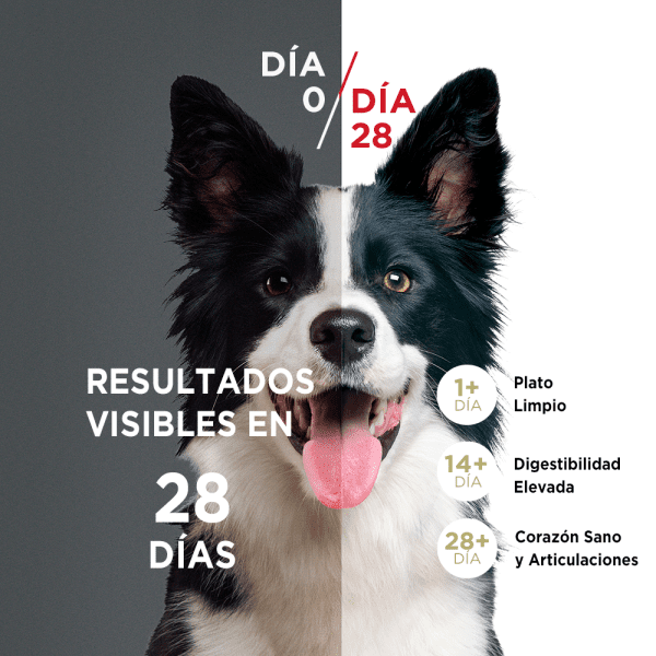 <strong>Purina ONE</strong> Alimento Seco para Perros, Cachorro, Todos los Tamaños, Pollo y Carne, bolsa de 2-6-12 kg - Imagen 6