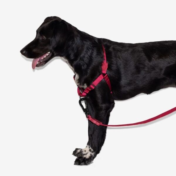 <strong>Zee.Dog</strong> Soft Walk Bordeau, Arnés Anti-Tirones para Perros, Burdeo, Talla S - Imagen 2